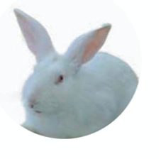 SPF级日本大耳白兔